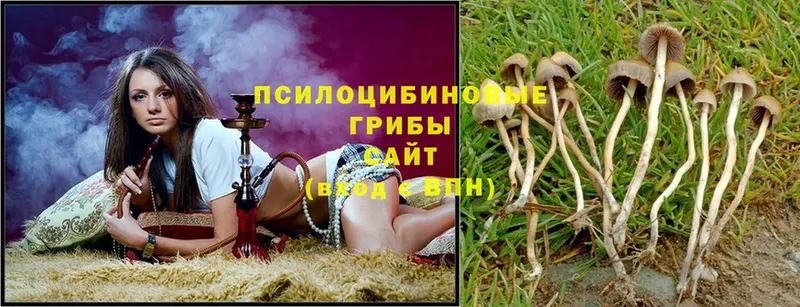 наркота  Лермонтов  Псилоцибиновые грибы Magic Shrooms 